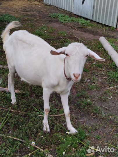 Коза молочная