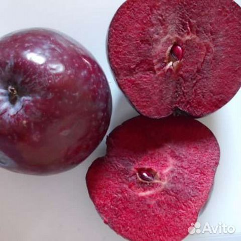 Саженцы Яблони 