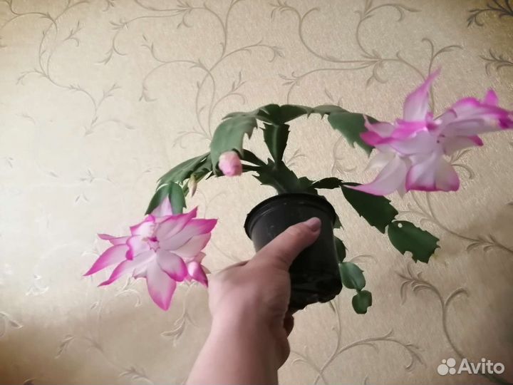 Декабрист Мадам баттерфляй