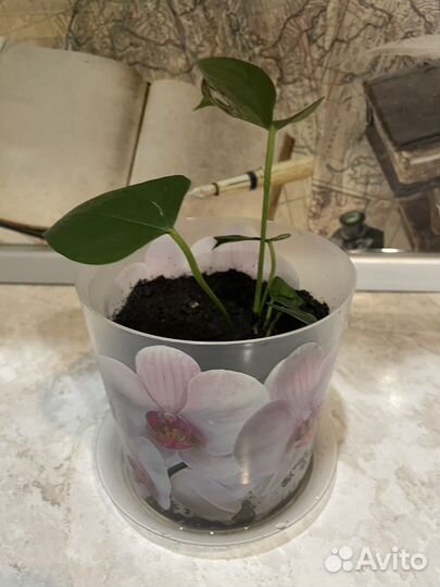 Мужское счастье антуриум розовый