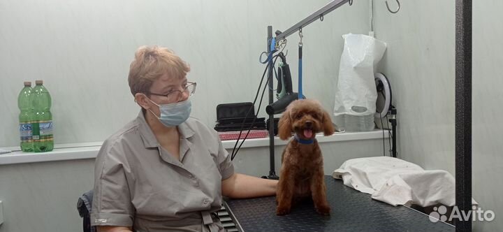 Стрижка собак (ученик)