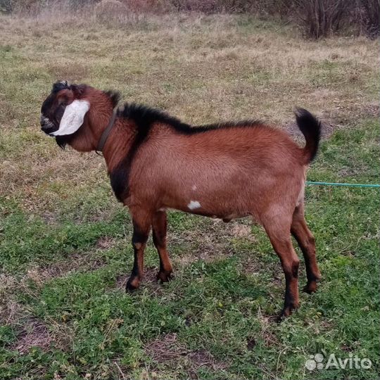 Коза и козёл