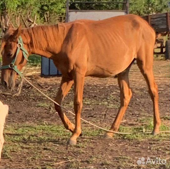 Лошадь кобыла