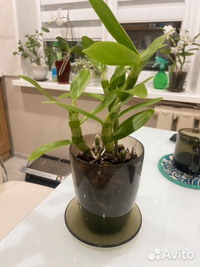 Дендробиум