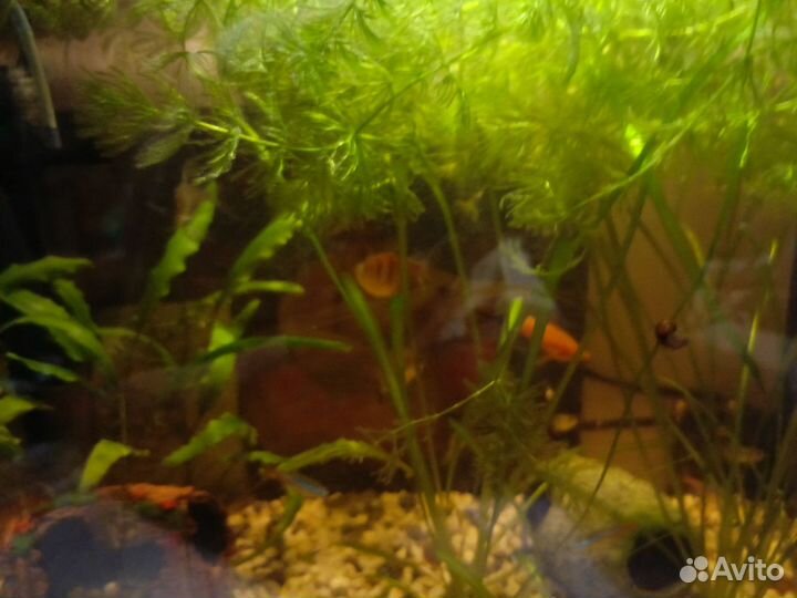 Аквариумные рыбки