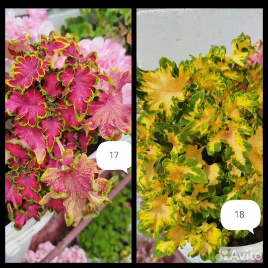 Красавцы Колеусы