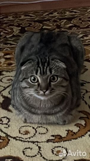 Кошки вислоухие