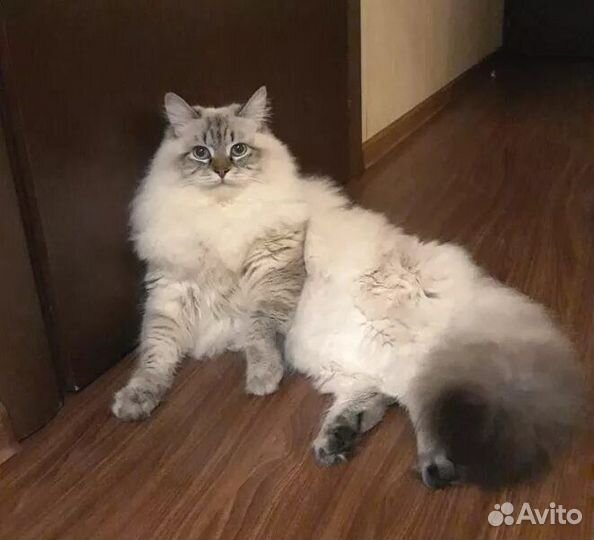 Невская маскарадная котята