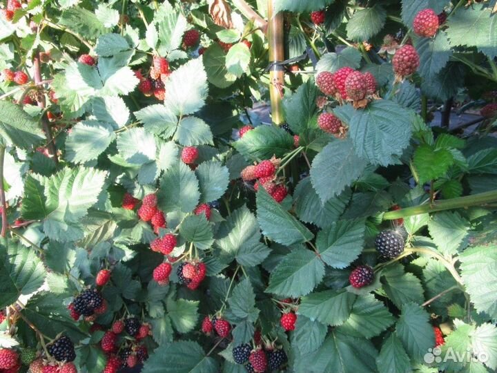 Саженцы Ежемалины