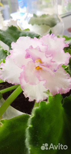 Сортовые фиалки цветут