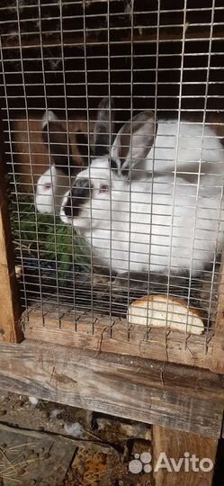 Калифорнийские кролики