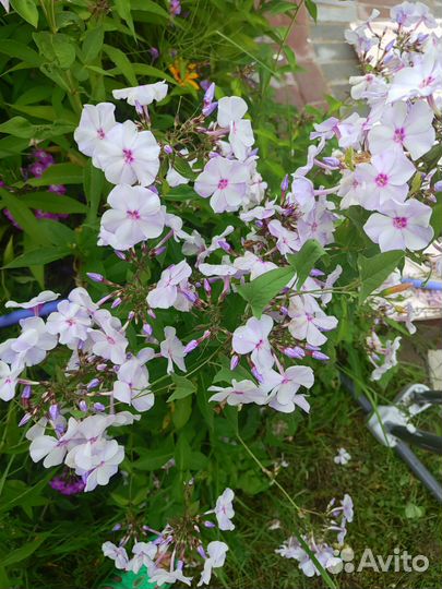 Флота многолетний