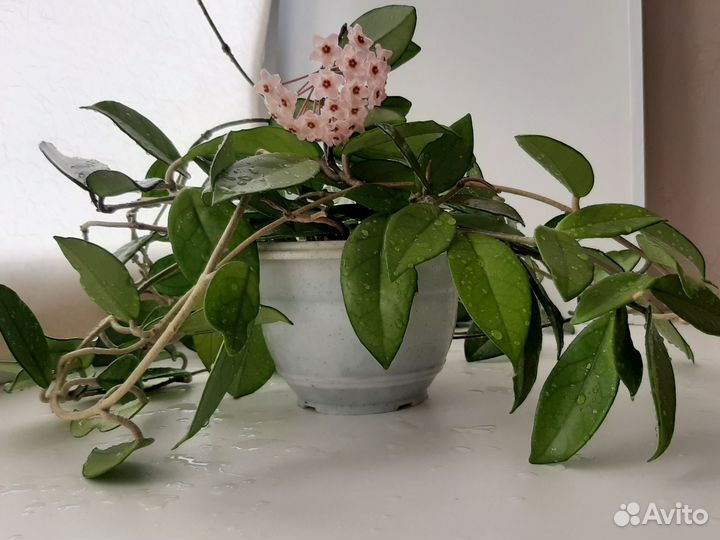 Хойя цветущая 3 ветви, длина 2 м