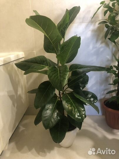 Фикус Альтисимма (Альтисима)