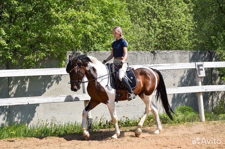 Идеальный конь под любителя или ребенка