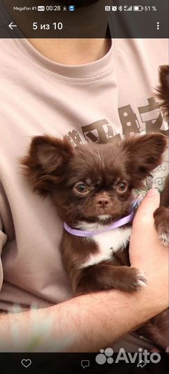 Маленькая собака чихуахуа