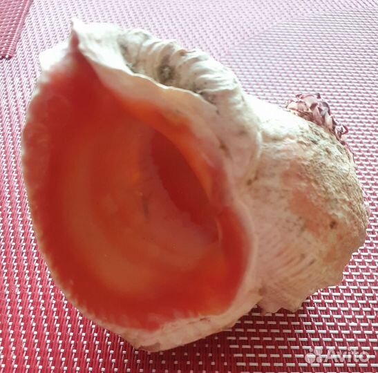 Морские ракушки и камни для декора или аквариума