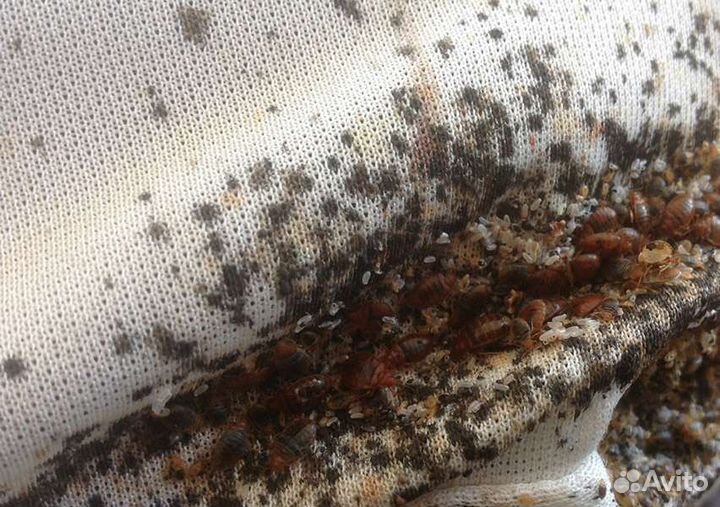 Уничтожение тараканов,клопов и других насекомых