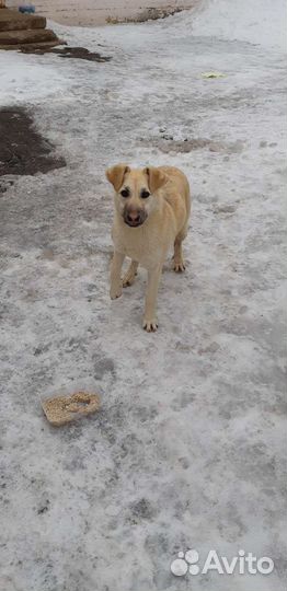 Собаки бесплатно