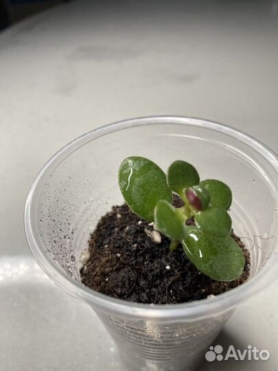 Денежное дерево или толстянка или крассула