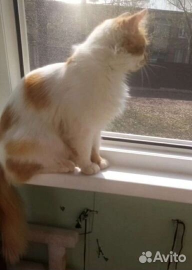 Кузеньке нужен дом. На передержке