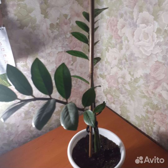 Замиокулькас