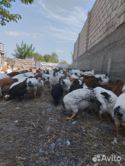 Курица домашняя. Молодые