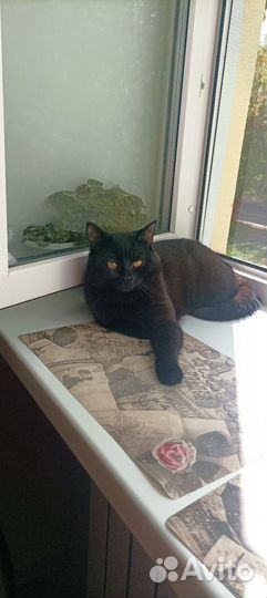 Британский кот для вязки