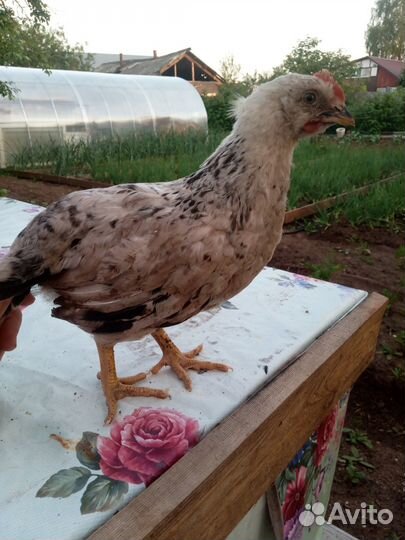 Петух молодой