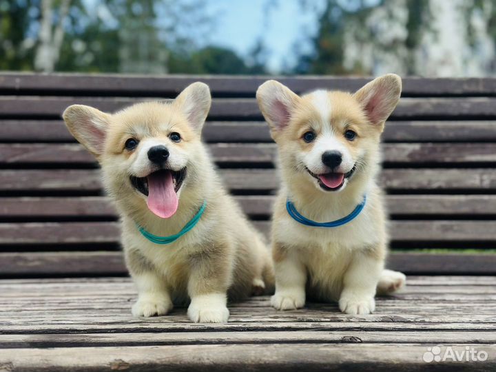 Вельш Корги Пемброк