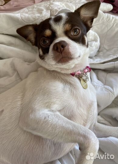 Чихуахуа вязка