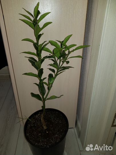 Кумкват мэйва