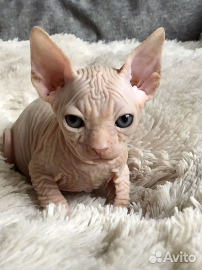 Канадский сфинкс