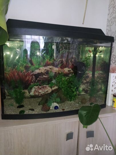 Аквариум