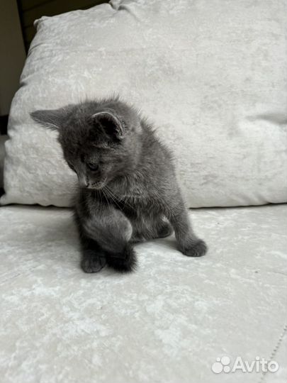 Котенок мальчик