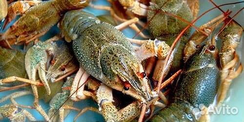 Рак категория-5