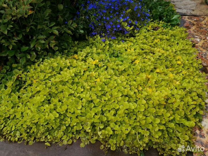 Вербейник монетчатый почвопокровный