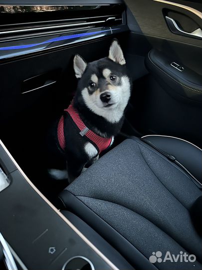 Выгульщик собак