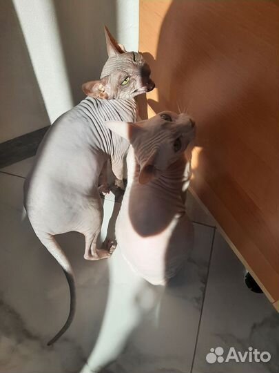 Донской сфинкс