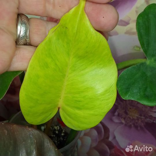 Филодендрон блек кардинал супер сплеш