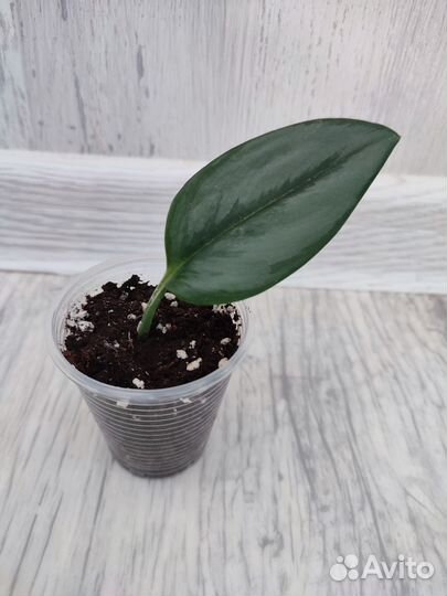 Сциндапсус Хиро, Платинум, Moonlight-мунлайт