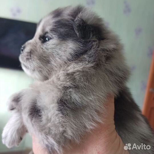 Померанский шпиц