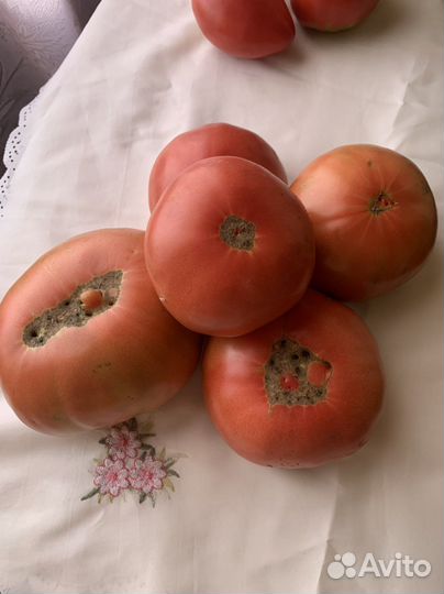 Помидоры домашние