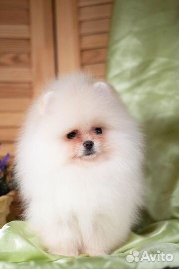 Шпиц померанец крем