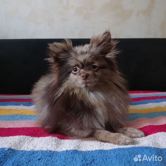 Щенки шпица