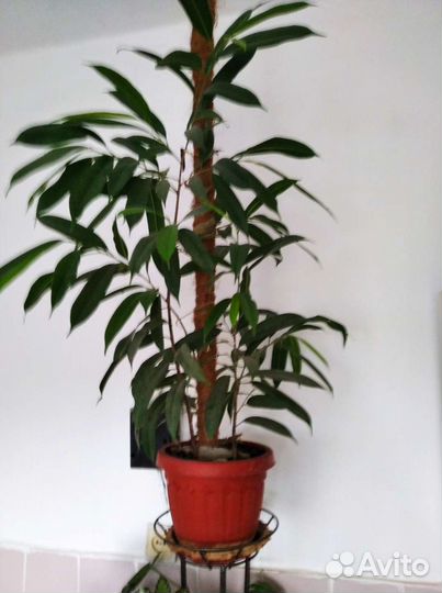 Фикус Биннедика Али