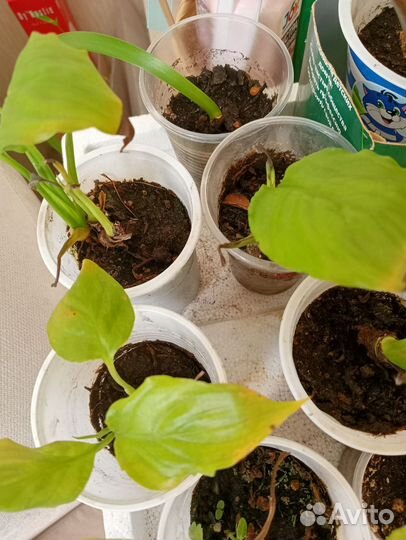 Диффенбахия, женское счастье, каланхоэ, амариллис