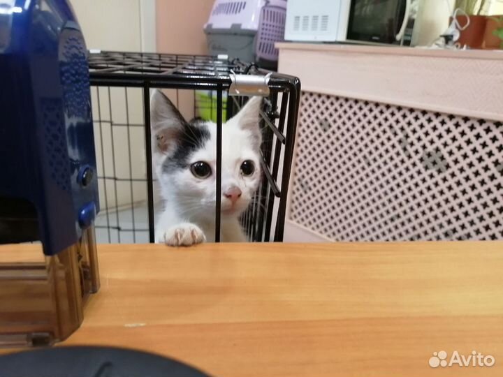 Котята в добрые руки бесплатно