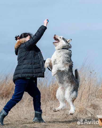 Собака в добрые руки