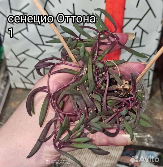 Сенецио Оттона